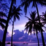 palms-ocean-dusk-7
