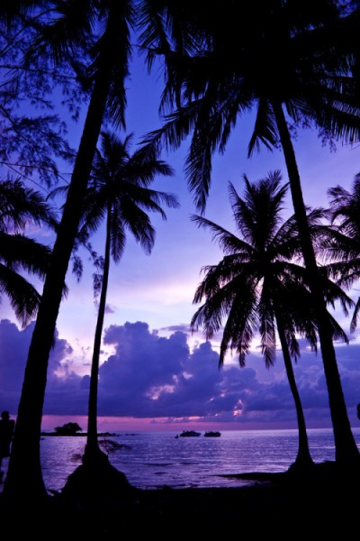 palms ocean dusk